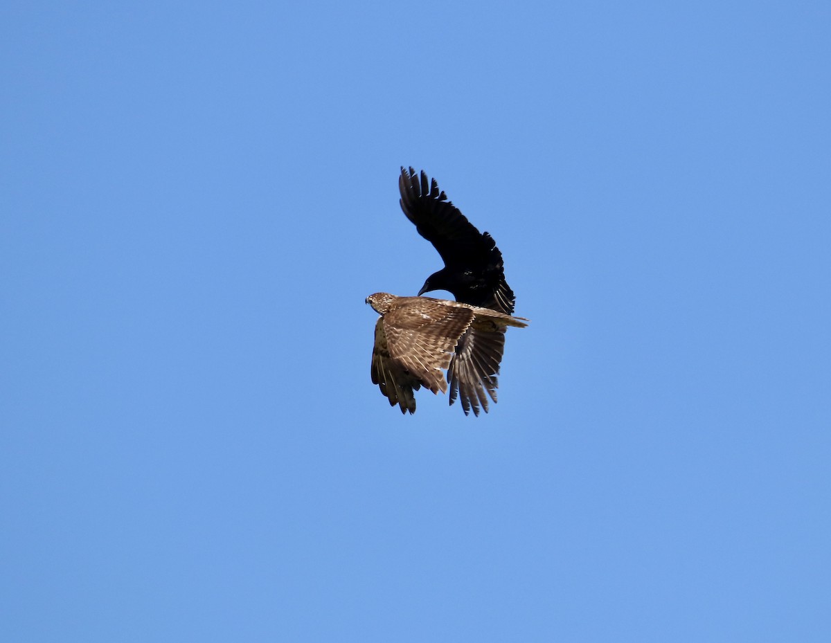 Red-tailed Hawk - ML631911090