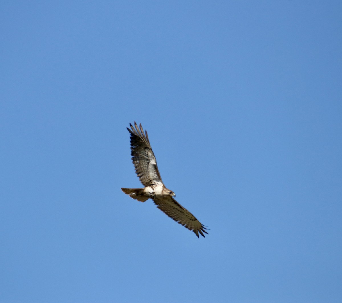 Red-tailed Hawk - ML631911091