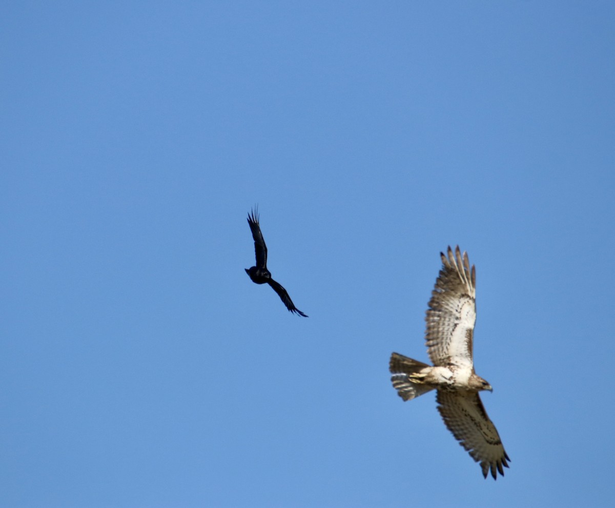 Red-tailed Hawk - ML631911092
