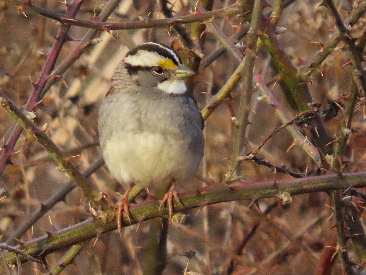 White-throated Sparrow - ML631911127