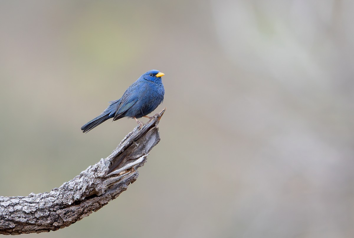 Blue Finch - ML631911288