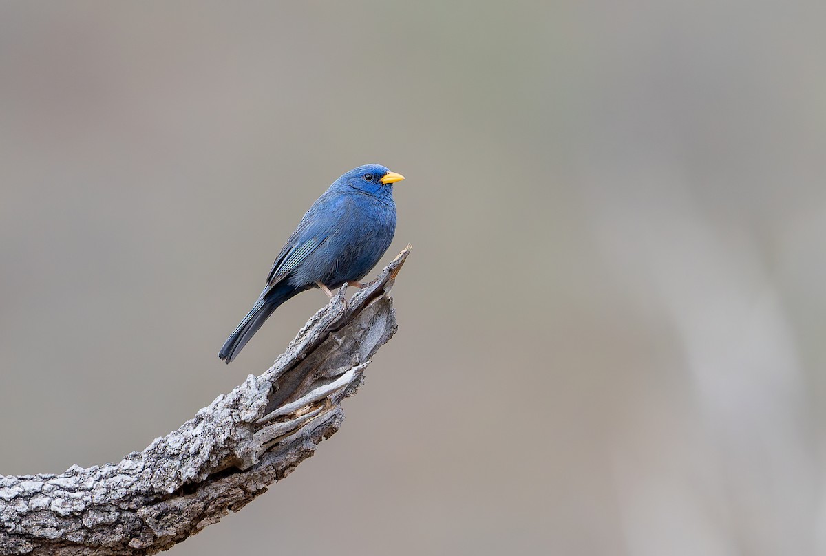 Blue Finch - ML631911289
