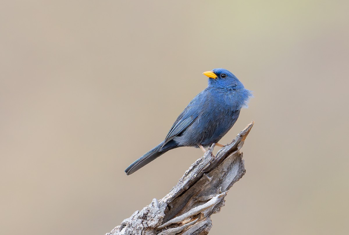 Blue Finch - ML631911290