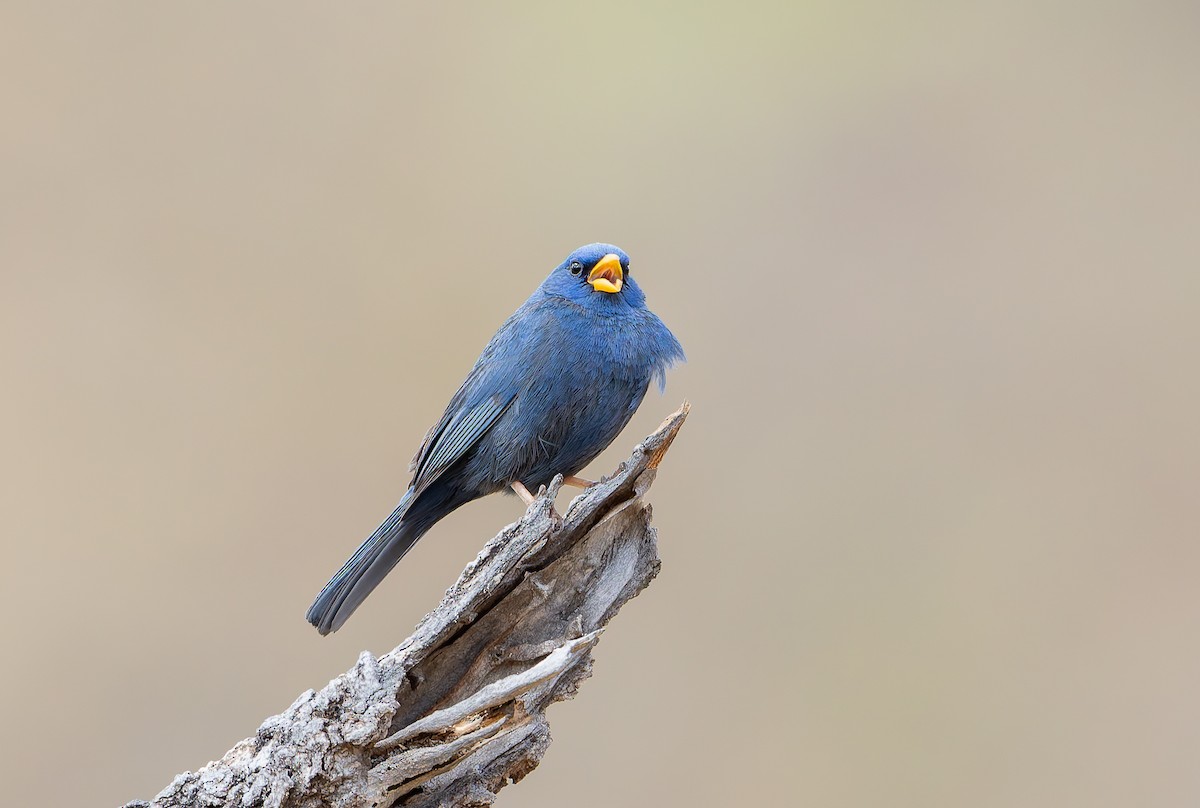 Blue Finch - ML631911291