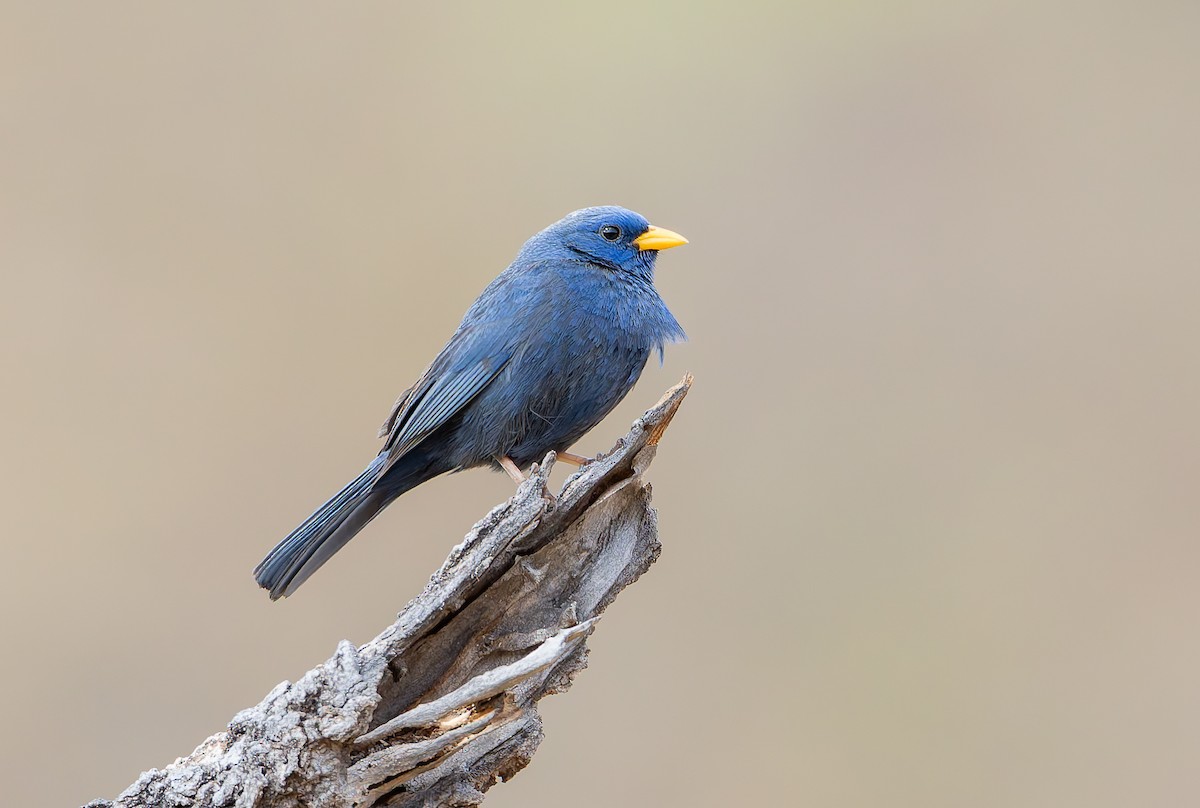 Blue Finch - ML631911292