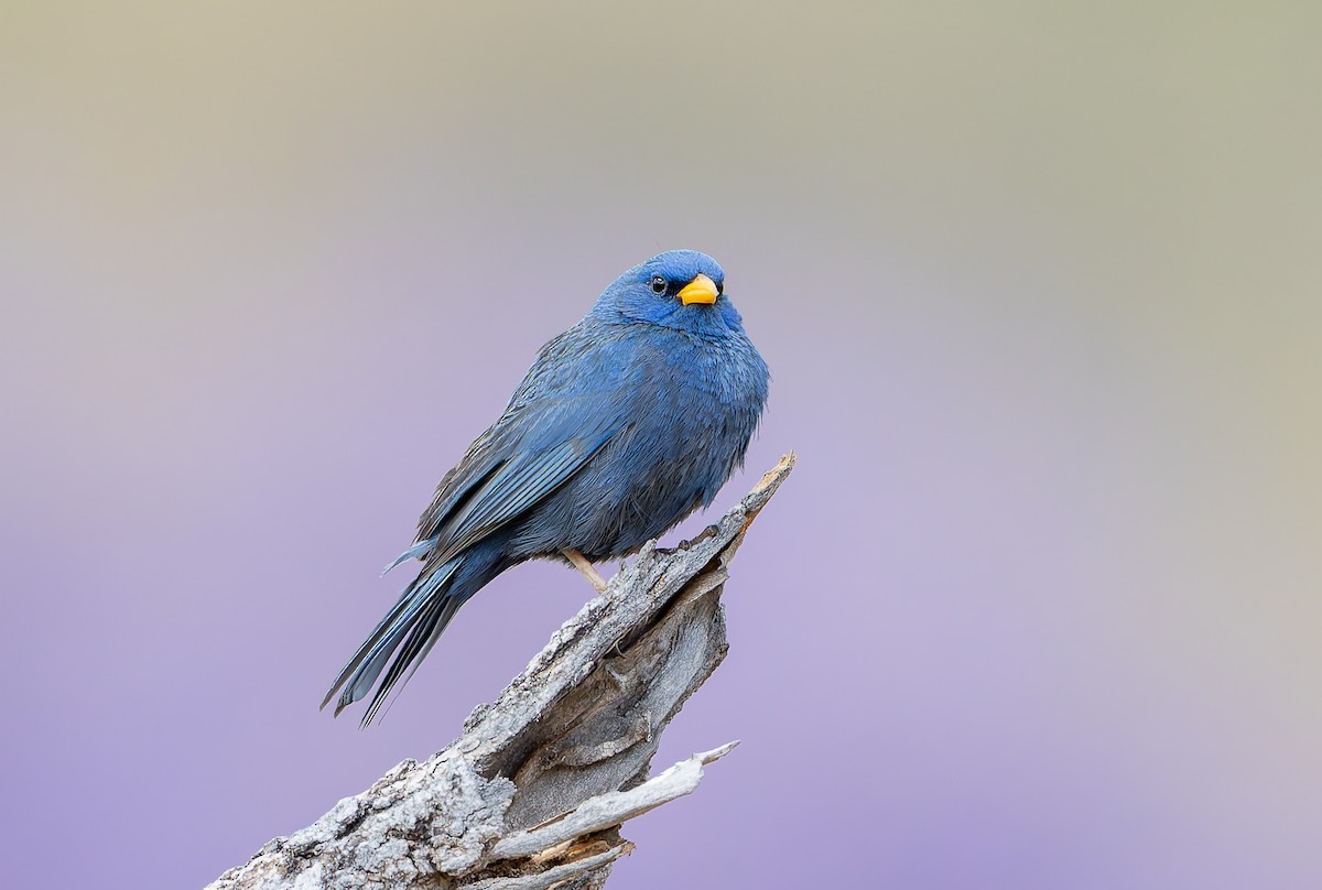 Blue Finch - ML631911294