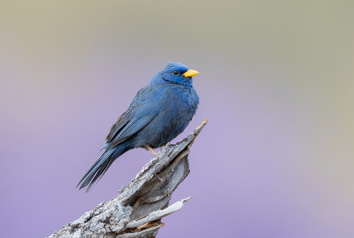 Blue Finch - ML631911296