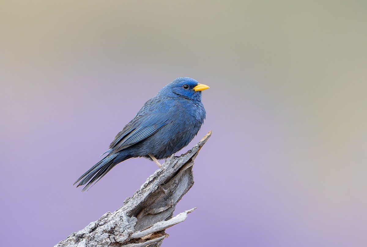 Blue Finch - ML631911297