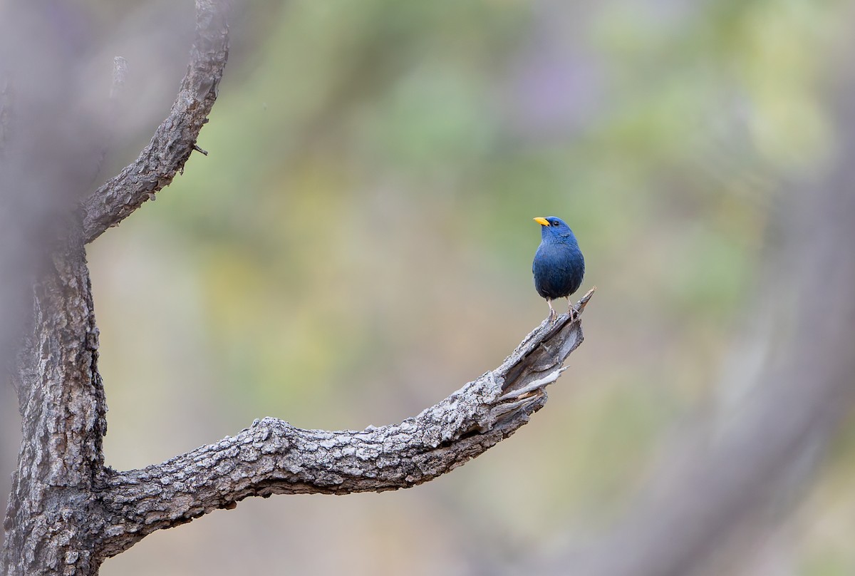 Blue Finch - ML631911299
