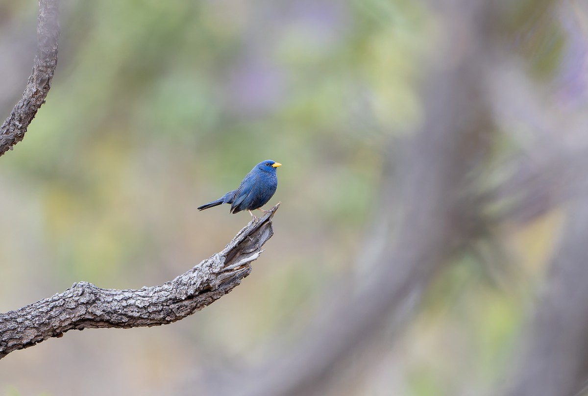 Blue Finch - ML631911300