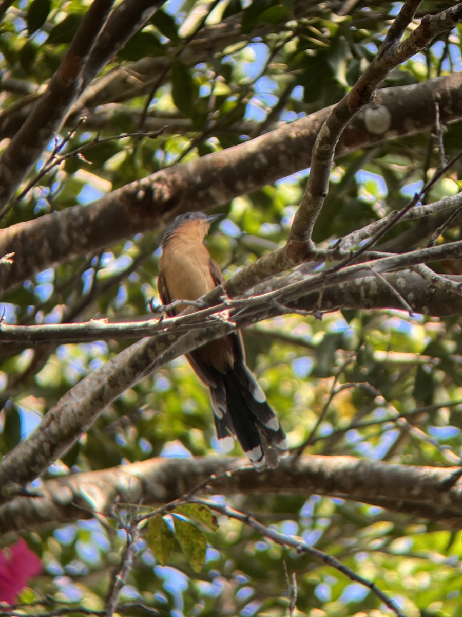 Gray-capped Cuckoo - ML631911305