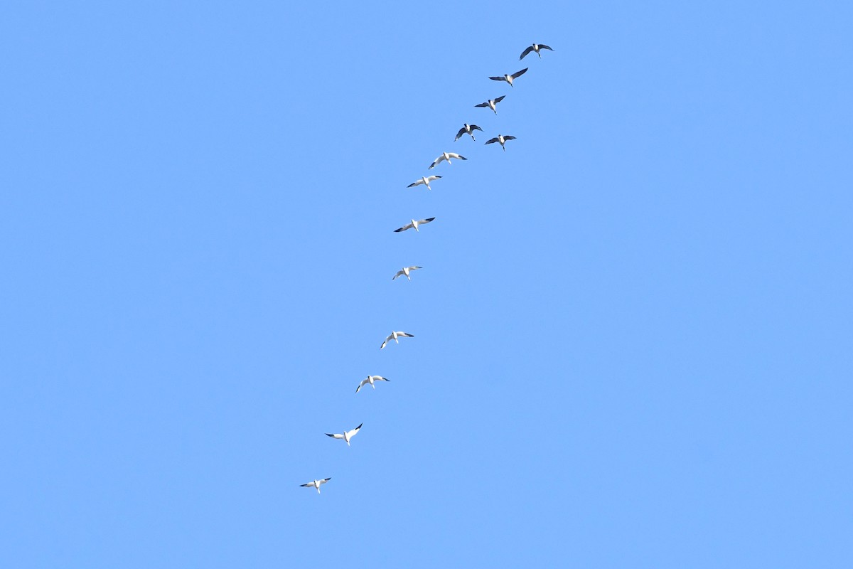 Snow Goose - ML631911359