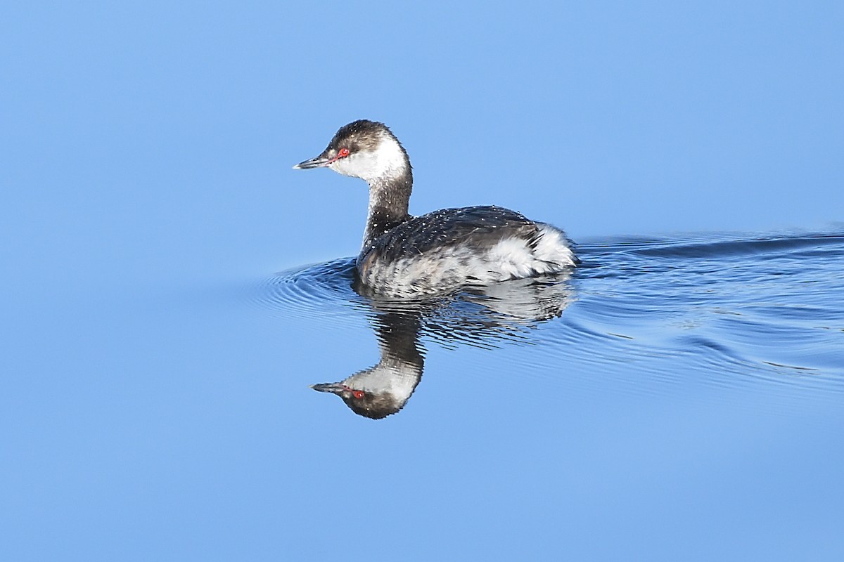 Horned Grebe - ML631911368