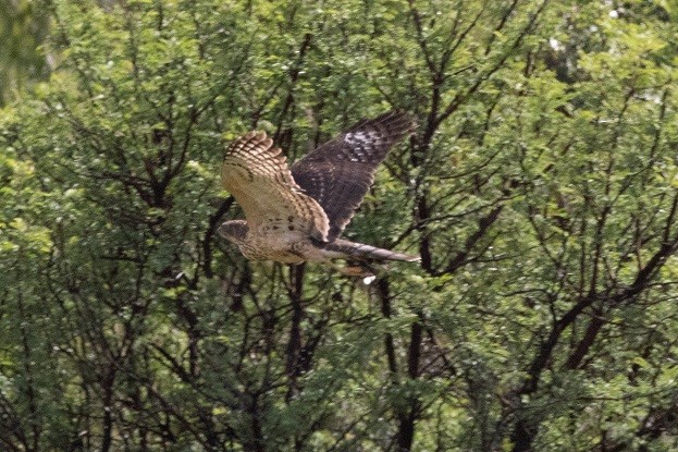 Black Goshawk - ML631911381