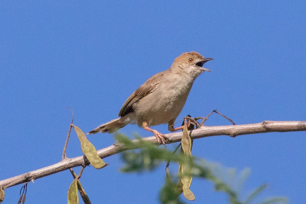 Rattling Cisticola - ML631911405