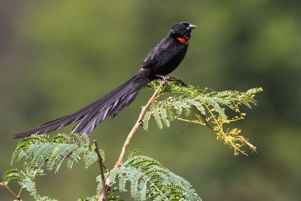 Red-collared Widowbird - ML631911417