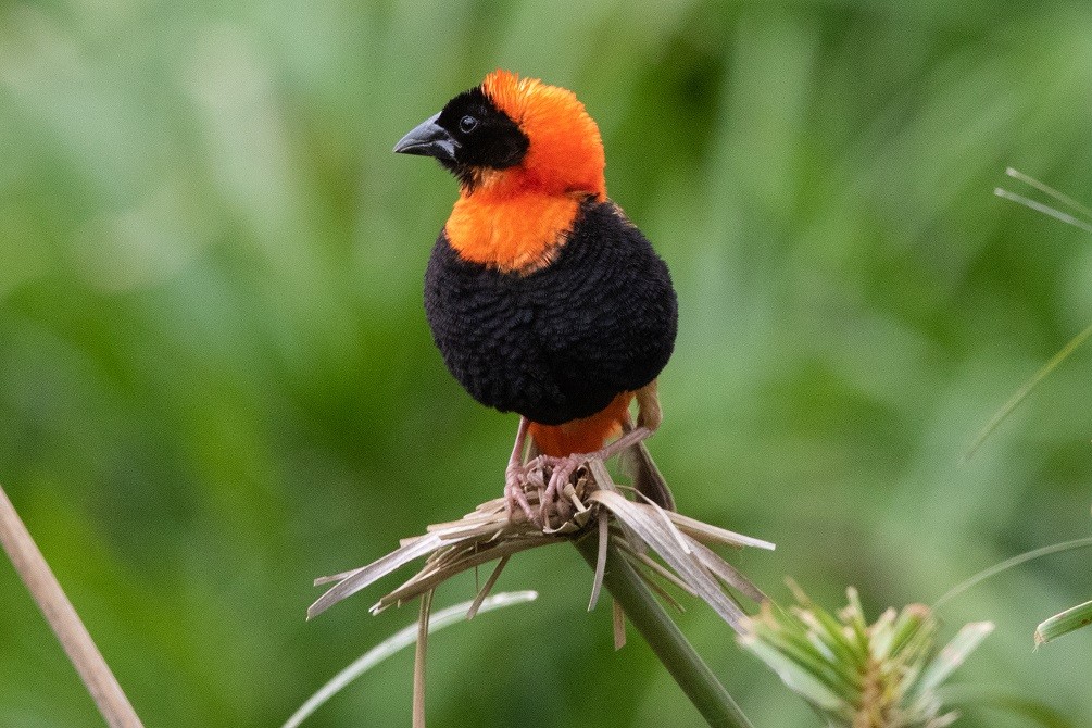 Southern Red Bishop - ML631911427