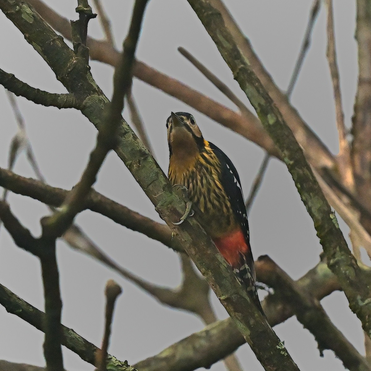 Darjeeling Woodpecker - ML631911438