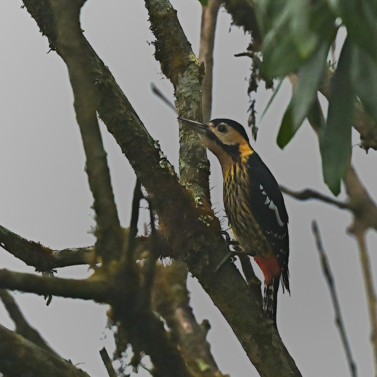 Darjeeling Woodpecker - ML631911440