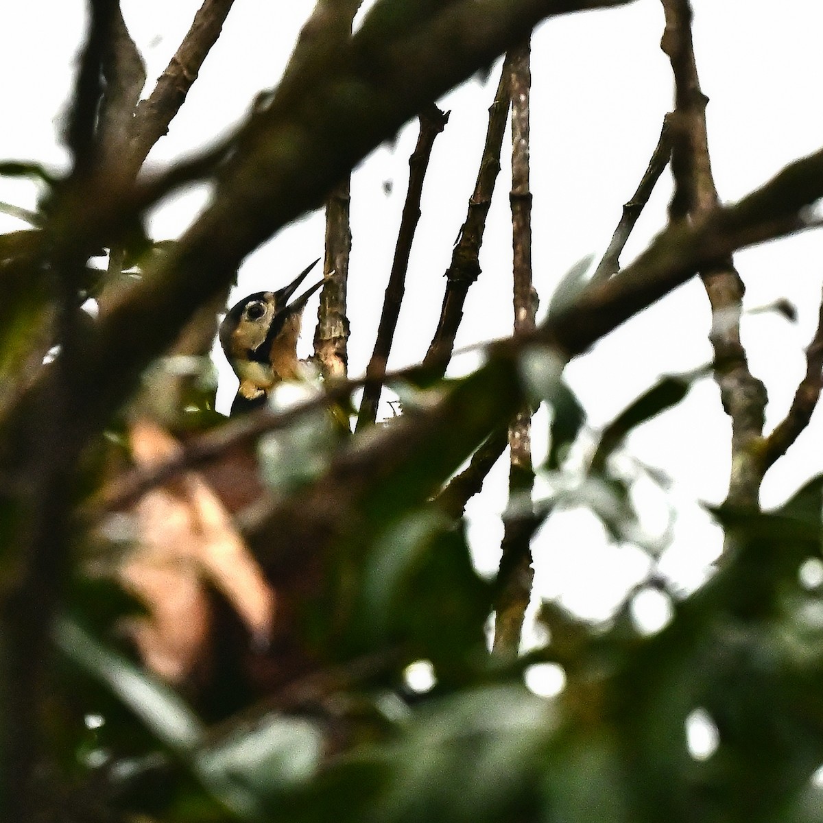 Darjeeling Woodpecker - ML631911441