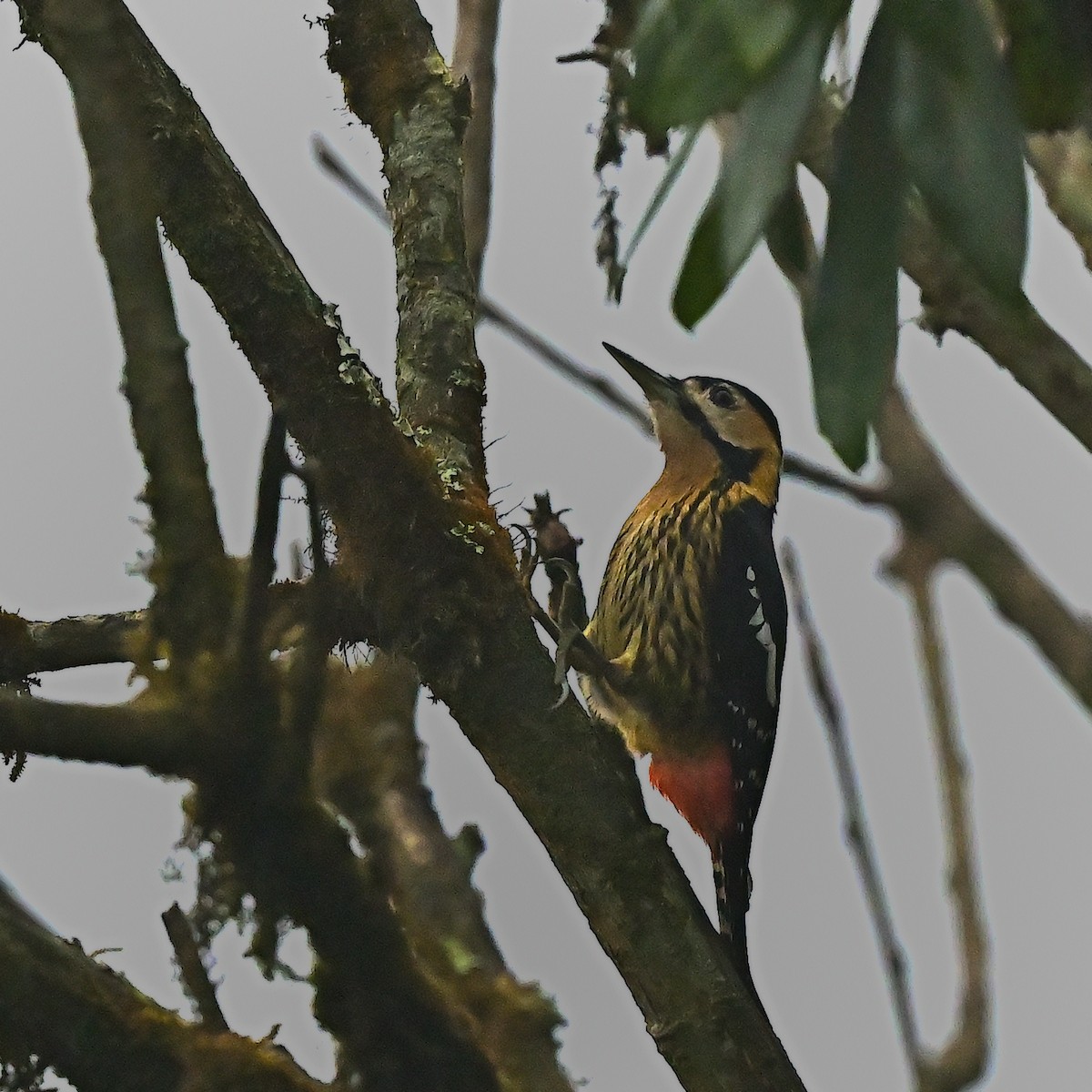 Darjeeling Woodpecker - ML631911442