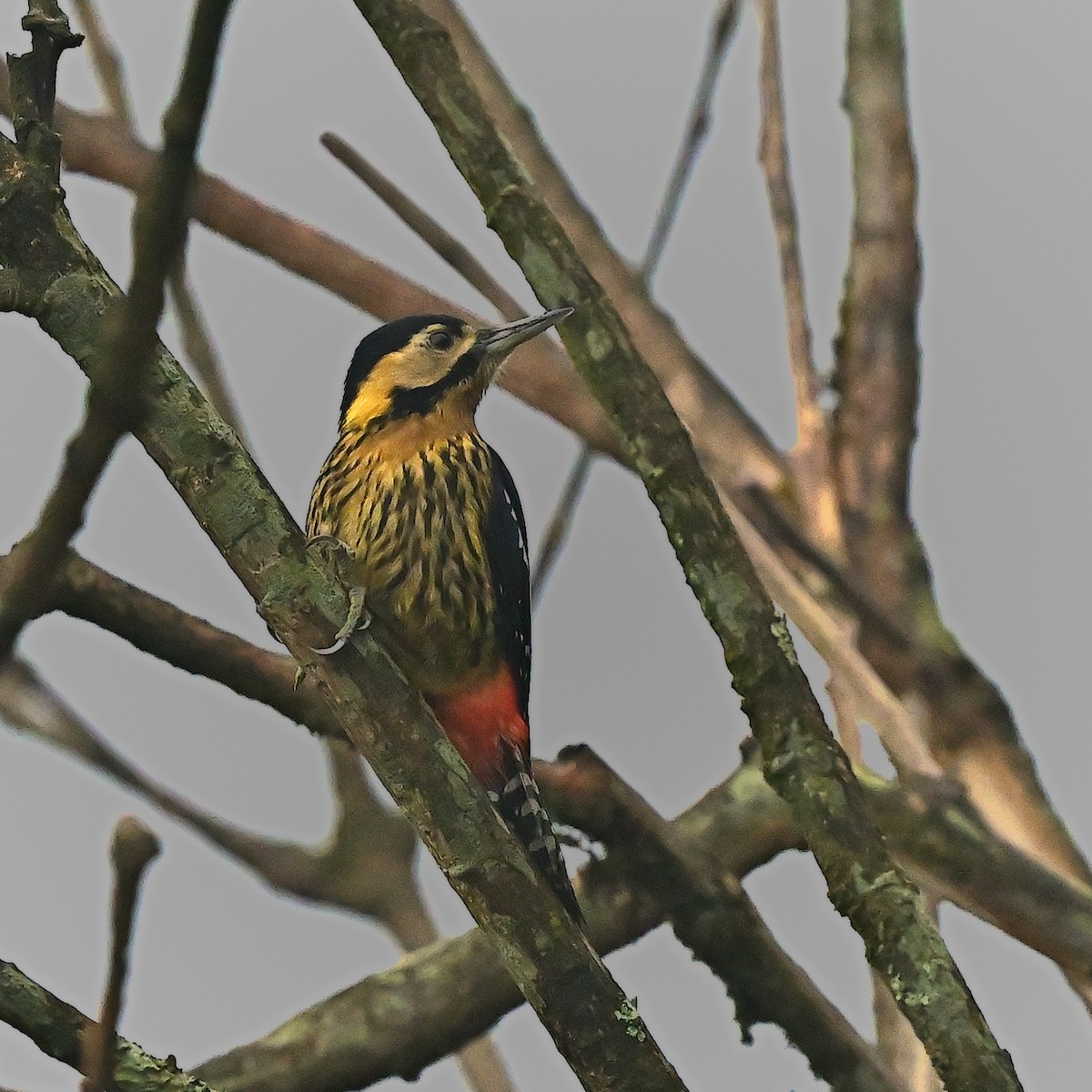 Darjeeling Woodpecker - ML631911443