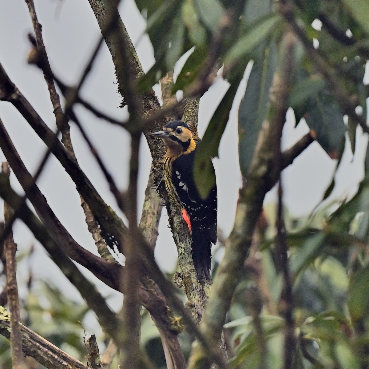Darjeeling Woodpecker - ML631911444