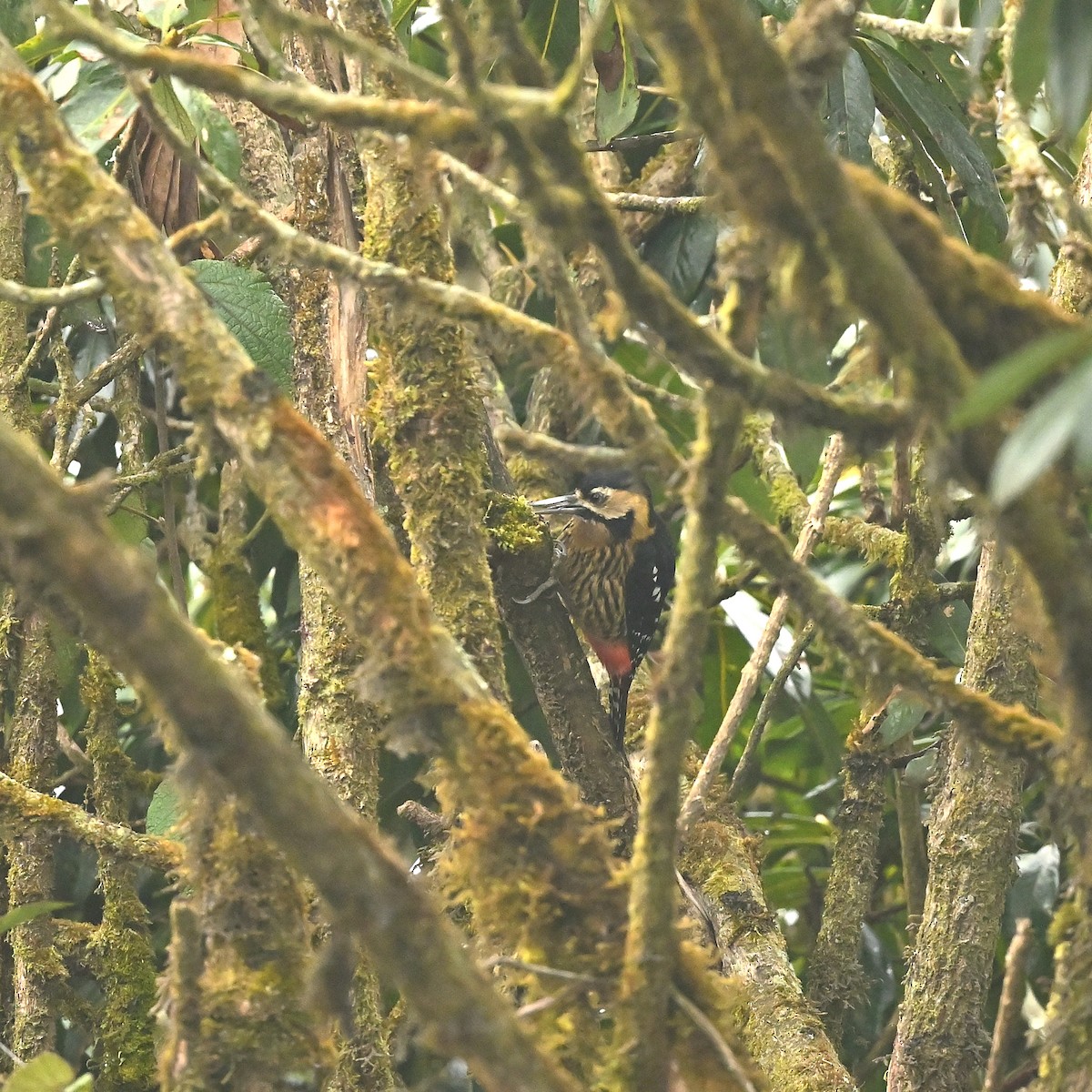 Darjeeling Woodpecker - ML631911445