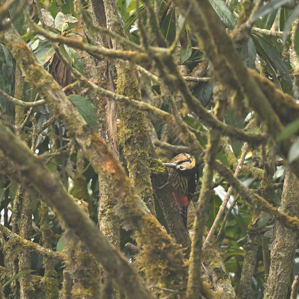 Darjeeling Woodpecker - ML631911446