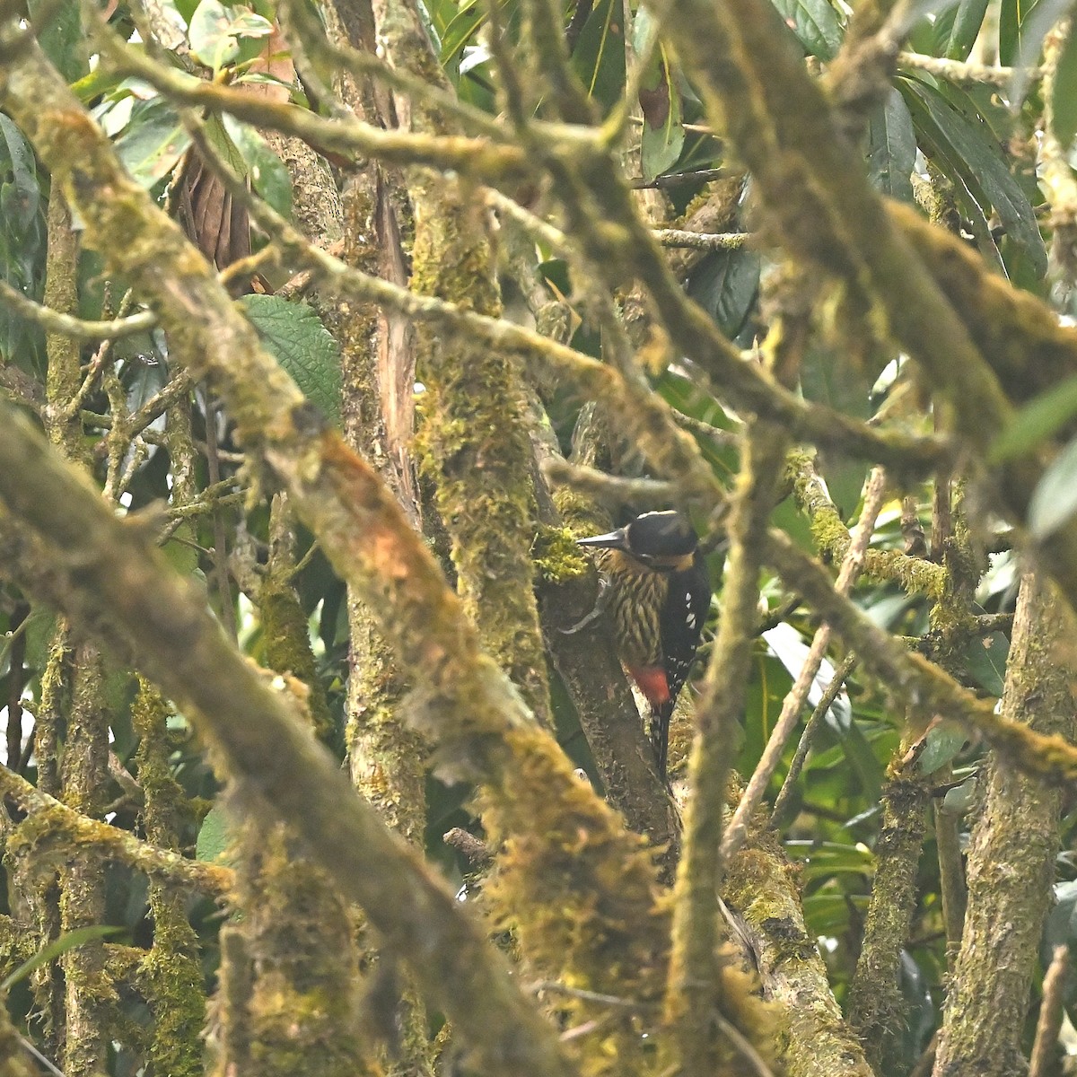 Darjeeling Woodpecker - ML631911447