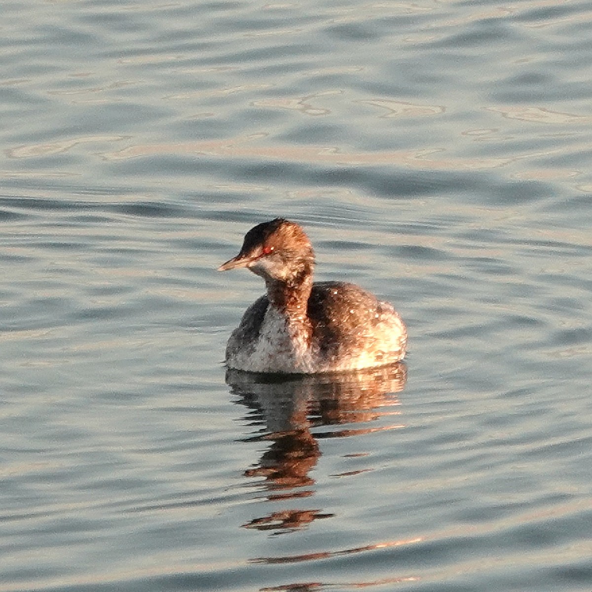 Horned Grebe - ML631911614