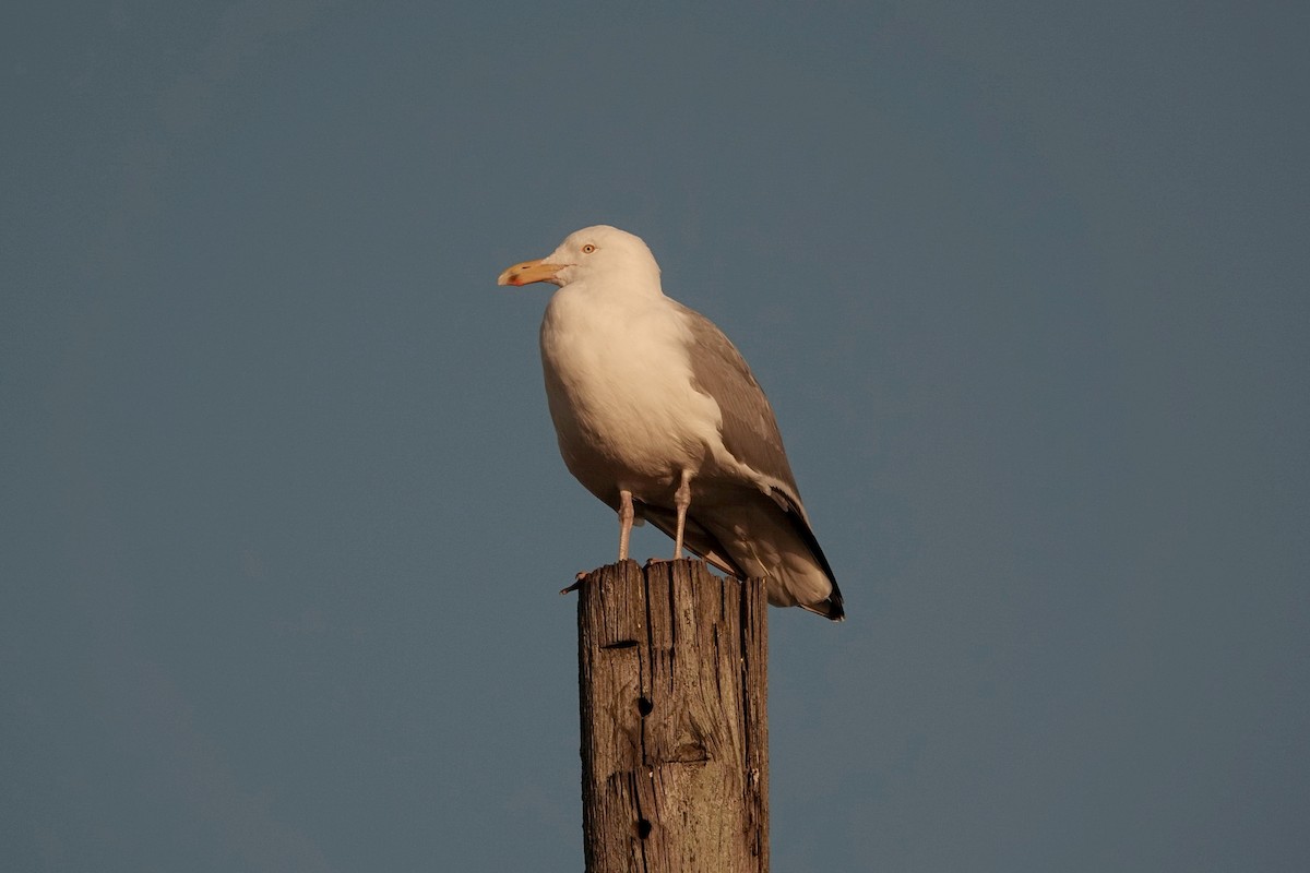 American Herring Gull - ML631911633
