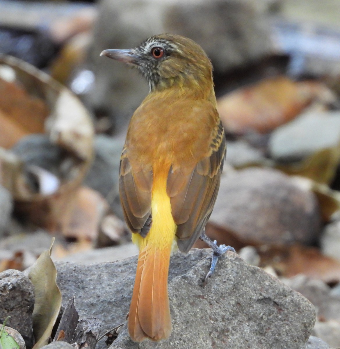 Bright-rumped Attila - ML631911655