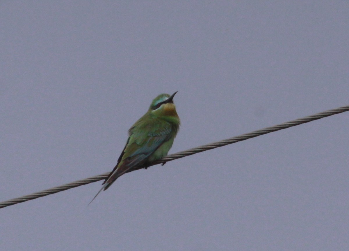 Blue-cheeked Bee-eater - ML631911926