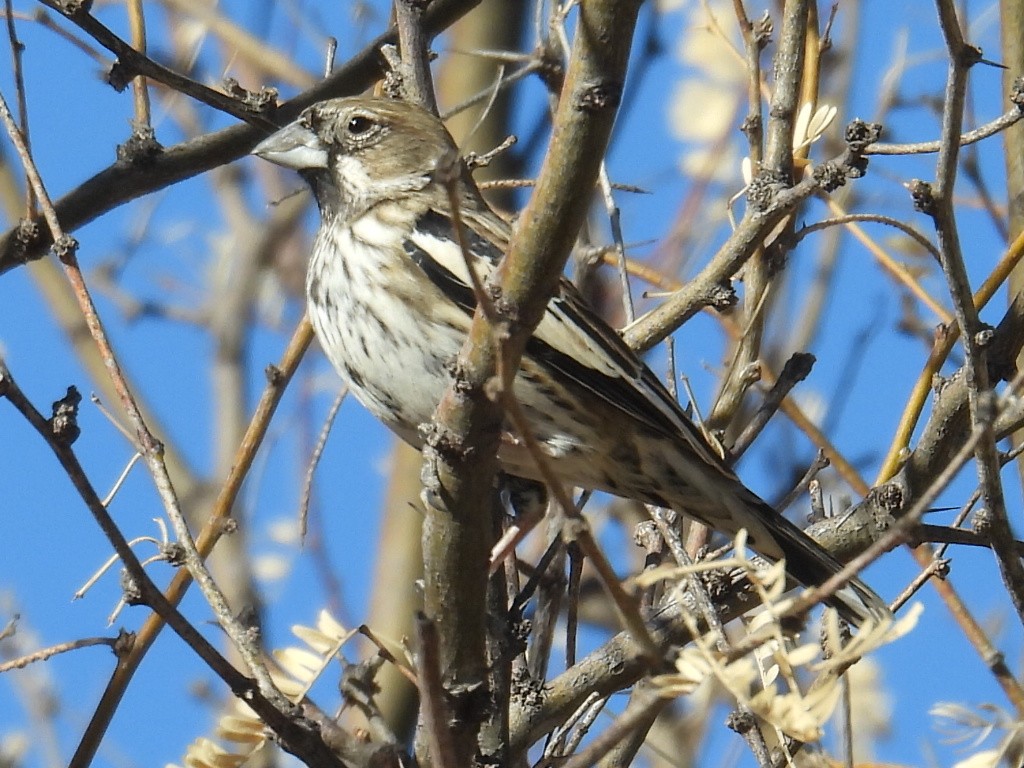 Lark Bunting - ML631912158