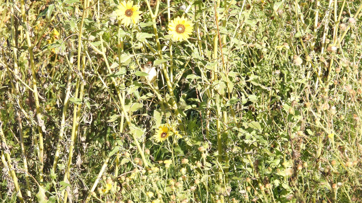 Pale-breasted Spinetail - ML631912237