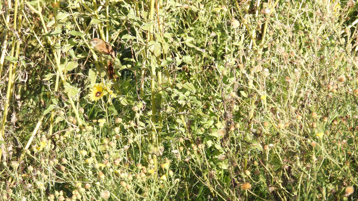 Pale-breasted Spinetail - ML631912239