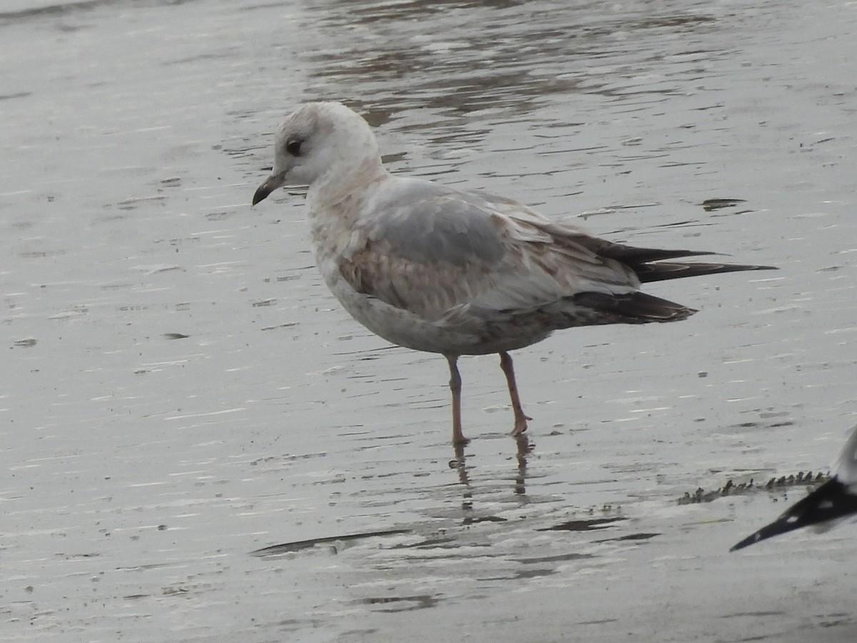 Short-billed Gull - ML631912320