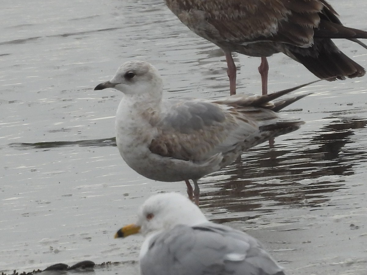 Short-billed Gull - ML631912321