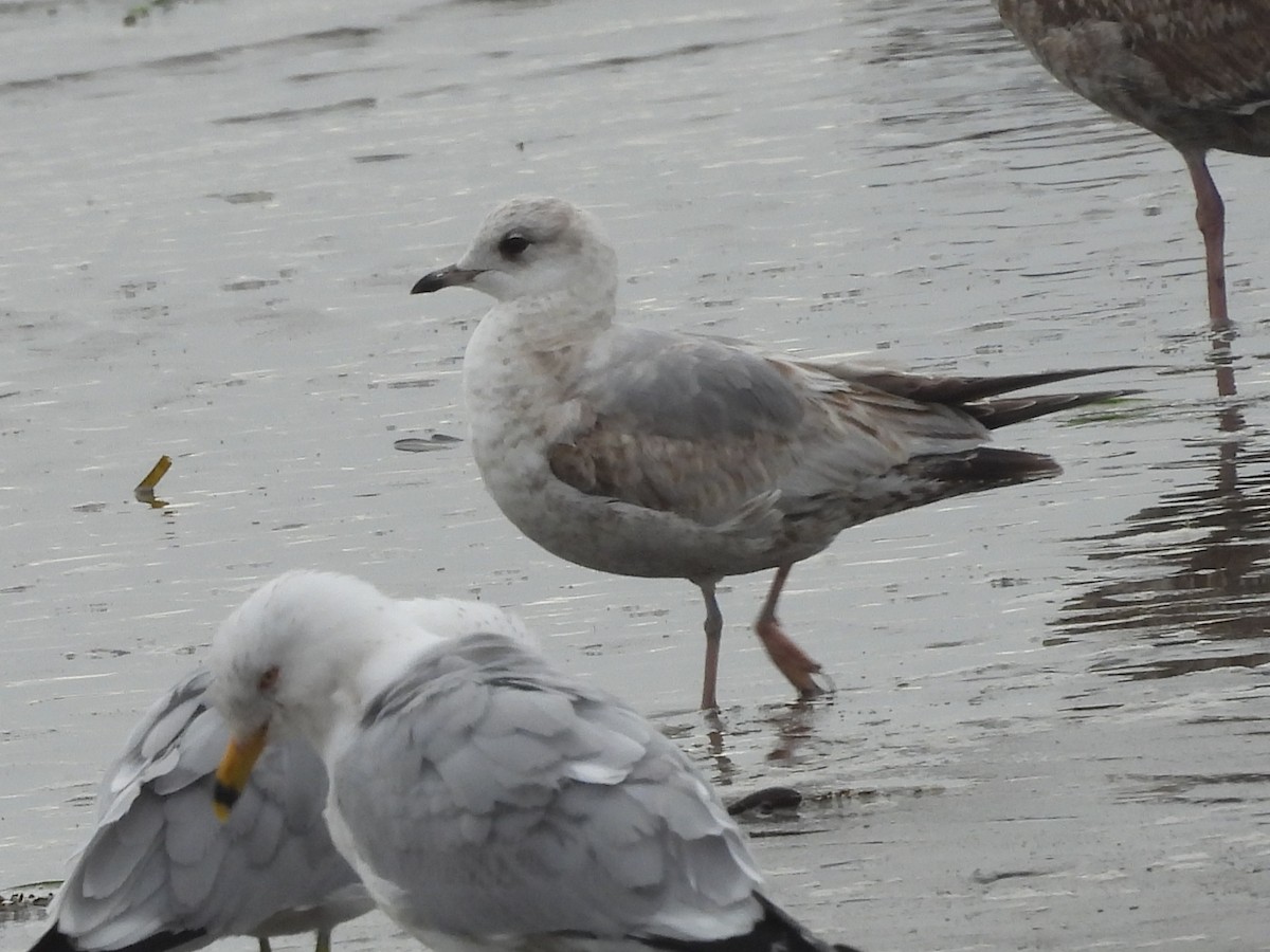 Short-billed Gull - ML631912322