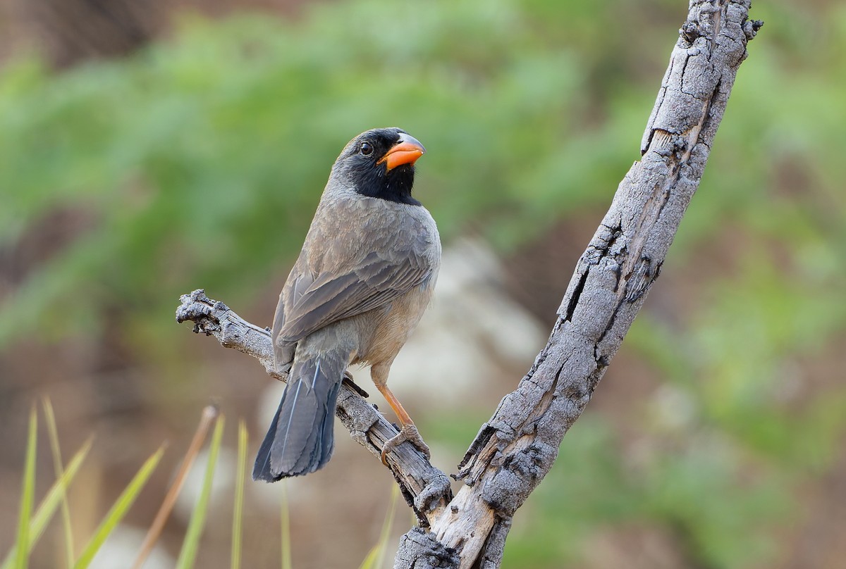 Black-throated Saltator - ML631912367