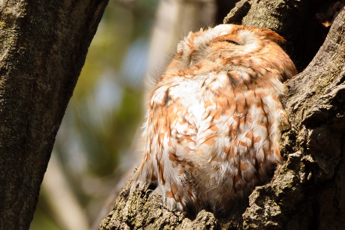 Eastern Screech-Owl (Northern) - ML631912539
