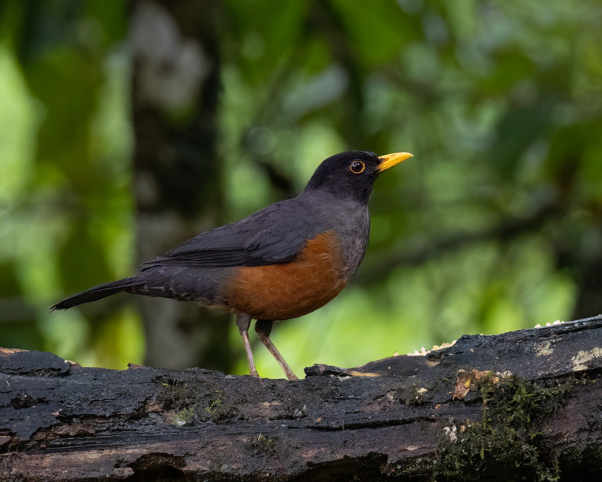 Chestnut-bellied Thrush - ML631912541