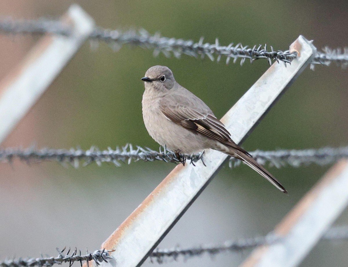 Townsend's Solitaire - ML631912552