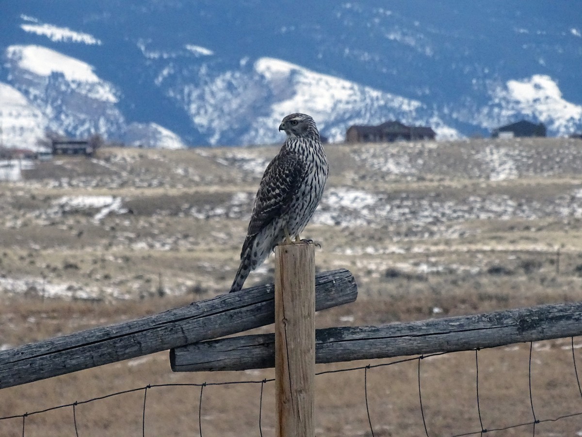 American Goshawk - ML631912557