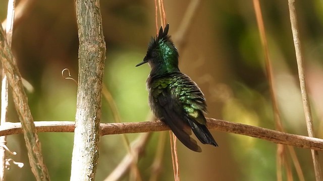 Antillean Crested Hummingbird - ML631912627