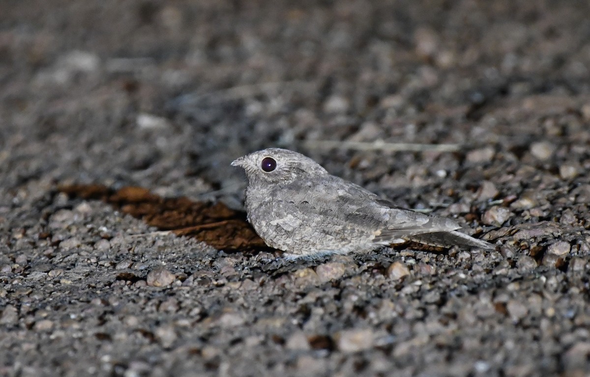 Plain Nightjar - ML631912721