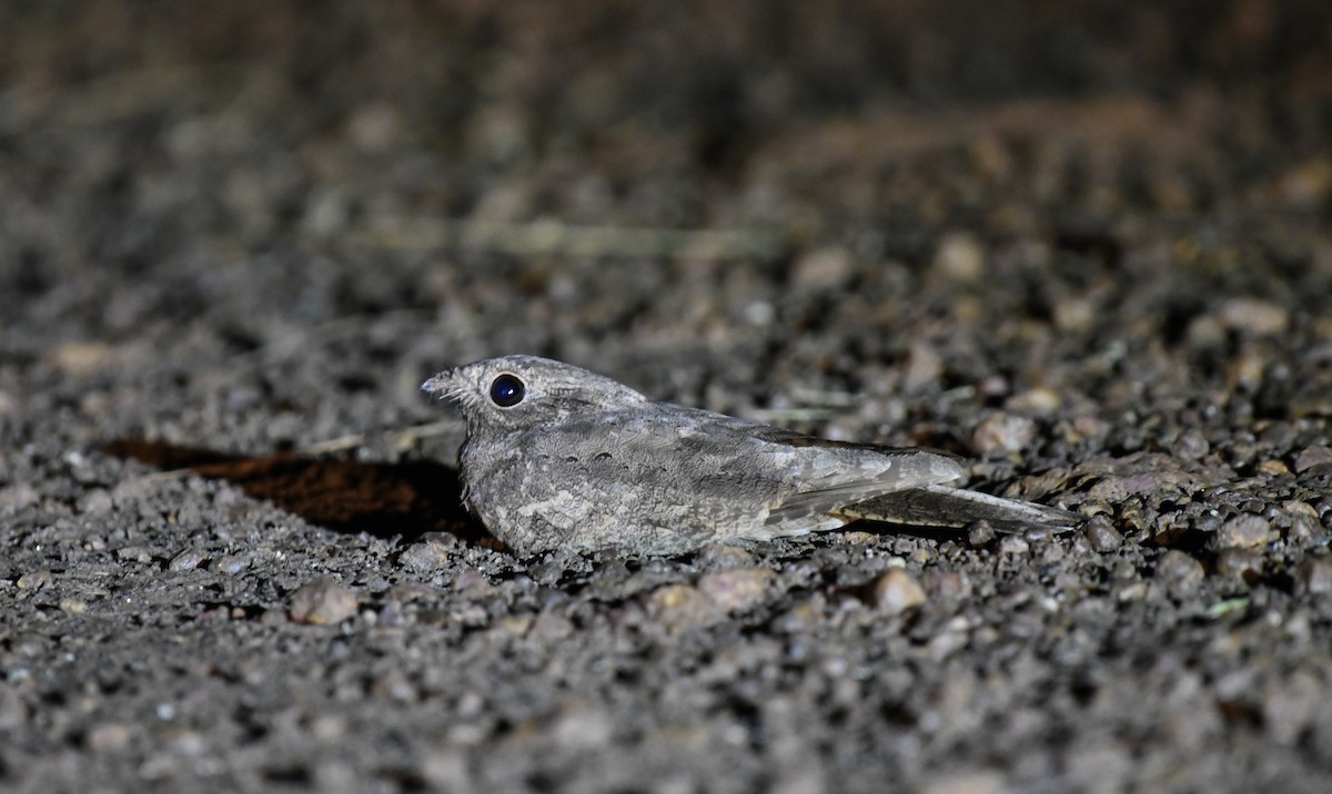 Plain Nightjar - ML631912727