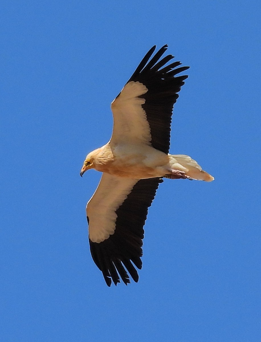 Дэлт ёл - ML631913173