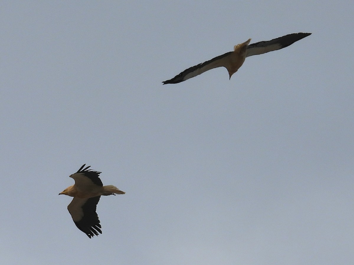 Дэлт ёл - ML631913175